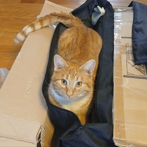 Meet your Posher, Emily - Picture 5 of 14